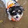 dog, black_and_white, orange_harness, water, mud, smiling, outdoor, pet, animal, playful, nature, rocks, leaves, wet, fur, canine, happy, tongue_out, adventure, close_up