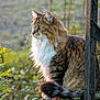cat, fluffy, outdoor, nature, greenery, stone, moss, animal, pet, fur, portrait, side_view, sunlight, metal, rustic, wildlife, whiskers, tail, plant, calm