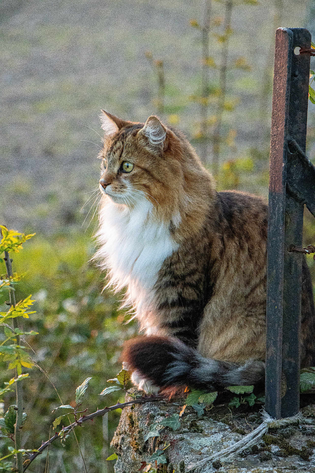 Onyx a rejoint le concours — aidez-le/la à gagner de superbes lots ! cat, fluffy, outdoor, nature, greenery, stone, moss, animal, pet, fur, portrait, side_view, sunlight, metal, rustic, wildlife, whiskers, tail, plant, calm