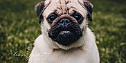 Harley is registered to the contest to win money with this photo: dog, pug, puppy, grass, outdoor, animal, pet, cute, fur, face, ears, wrinkles, portrait, nature, young, mammal, sitting, greenery, adorable, eyes