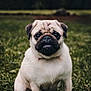 dog, pug, puppy, grass, outdoor, animal, pet, cute, fur, face, ears, wrinkles, portrait, nature, young, mammal, sitting, greenery, adorable, eyes