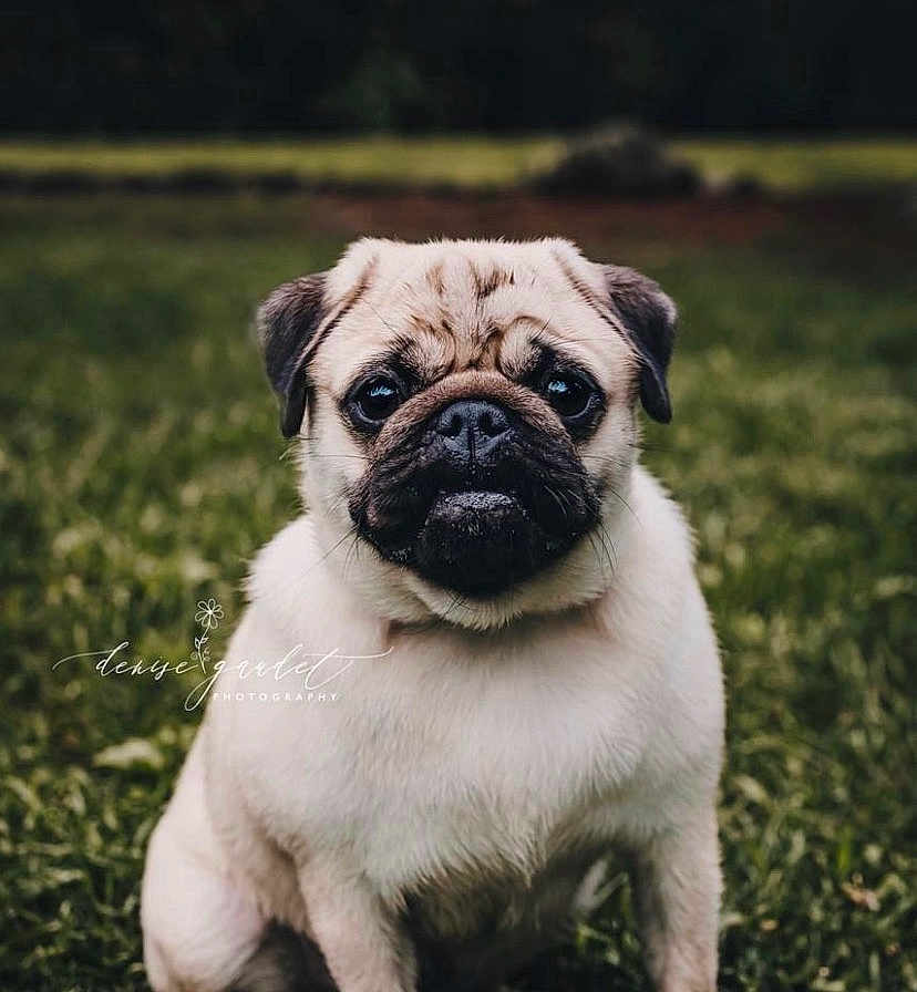 Harley