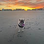 dog, pug, beach, sand, sunset, sky, clouds, animal, pet, canine, outdoor, nature, paw_prints, sunset_sky, horizon, coast, waterfront, cute, happy, scenic