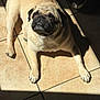 dog, pug, pet, animal, indoor, floor, tile, sunlight, shadow, looking_up, mammal, canine, cute, fur, resting, companion, small_dog, domestic, portrait, laying_down