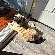 Harley is registered to the contest to win money with this photo: animal, companion, cute, dog, door, doorway, floor, fur, home, indoor, light_and_shadow, looking_back, pet, pug, relaxed, resting, shadow, sunlight, welcome_mat, wooden_floor