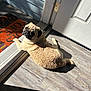 animal, companion, cute, dog, door, doorway, floor, fur, home, indoor, light_and_shadow, looking_back, pet, pug, relaxed, resting, shadow, sunlight, welcome_mat, wooden_floor