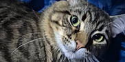 Bear joined the competition — help win amazing prizes! cat, tabby, whiskers, green_eyes, fur, pet, animal, closeup, indoor, blue_background, curious, face, portrait, mammal, feline, sleeping_area, bed, soft_lighting, candid, domestic_cat