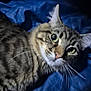cat, tabby, whiskers, green_eyes, fur, pet, animal, closeup, indoor, blue_background, curious, face, portrait, mammal, feline, sleeping_area, bed, soft_lighting, candid, domestic_cat