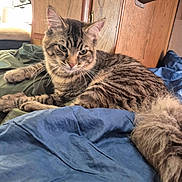 Bear is registered to the contest to win money with this photo: cat, tabby, feline, striped, pet, indoor, bed, blanket, blue, green, wood, furniture, relaxed, animal, fur, whiskers, cute, domestic, resting, cozy