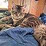 cat, tabby, feline, striped, pet, indoor, bed, blanket, blue, green, wood, furniture, relaxed, animal, fur, whiskers, cute, domestic, resting, cozy