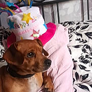 Talya a rejoint le concours — aidez-le/la à gagner de superbes lots ! dog, bed, birthday_hat, brown_dog, pet, indoor, bedding, pink_blanket, black_and_white_pattern, resting, animal, collar, celebration, furniture, headboard, curious, canine, domestic_animal, cozy, fur