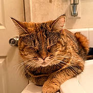 Chiquita is registered to the contest to win money with this photo: bathroom, cat, closeup, counter, cute, door, doorknob, ears, fur, indoor, mammal, paw, pet, relaxation, resting, sink, sleeping, tabby, tile, whiskers