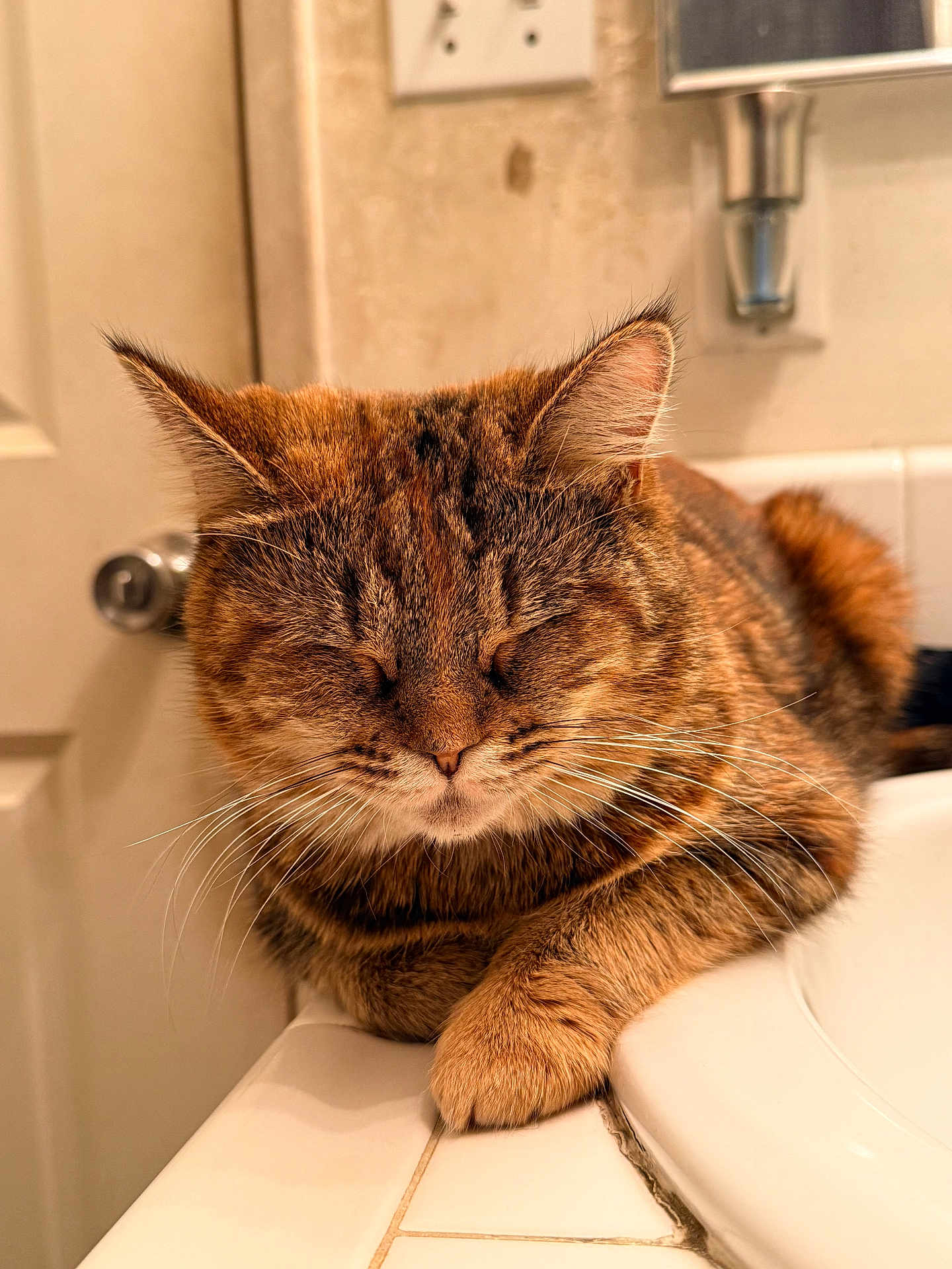 Chiquita is registered to the contest to win money with this photo: bathroom, cat, closeup, counter, cute, door, doorknob, ears, fur, indoor, mammal, paw, pet, relaxation, resting, sink, sleeping, tabby, tile, whiskers