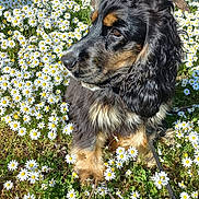 Bella participe au concours pour gagner de l'argent avec cette photo : black_and_tan, closeup, daisies, daisy_field, dog, ear, flowers, fur, garden, grass, leash, meadow, nature, outdoors, paw, pet, portrait, sitting, spring, sunny