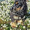 black_and_tan, closeup, daisies, daisy_field, dog, ear, flowers, fur, garden, grass, leash, meadow, nature, outdoors, paw, pet, portrait, sitting, spring, sunny