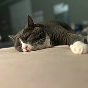 Ziva joined the competition — help win amazing prizes! animal, blurred_background, cat, close_up, cozy, cute, feline, gray_fur, indoor, laying_down, paw, peaceful, pet, pink_nose, relaxed, resting, sleeping, soft_light, whiskers, white_fur