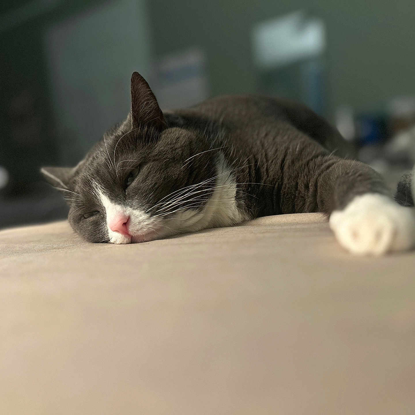 Ziva