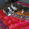 cats, two_cats, feline, tabby, white_and_gray, sleeping, cuddling, lying_down, bed, bedroom, blanket, colorful, patterned, indoors, cozy, relaxed, pet, animal, shelves, home