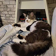 Tigrou participe au concours pour gagner de l'argent avec cette photo : cat, feline, long_hair, fluffy, black_and_white, brown, white, pet, animal, lying_down, relaxed, sitting, blanket, bed, tail, whiskers, ears, indoor, home, art_supplies