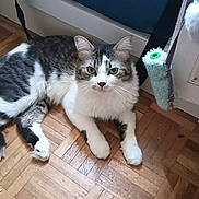 Tigrou participe au concours pour gagner de l'argent avec cette photo : cat, feline, gray_and_white, fluffy, long_hair, pet, animal, indoors, parquet_floor, wooden_floor, blue_bag, toy, green_eyes, whiskers, paws, lying_down, sitting, portrait, home, cute
