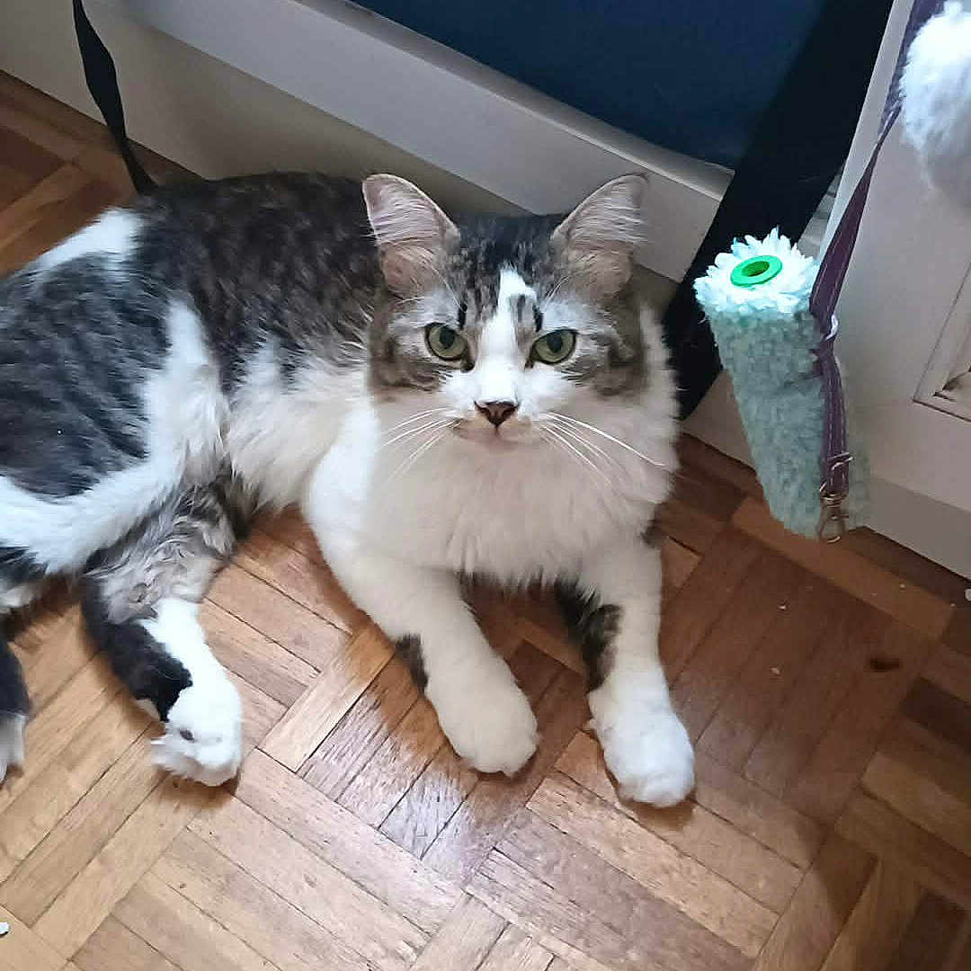 Tigrou
