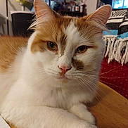 Elliot is registered to the contest to win money with this photo: cat, feline, domestic_cat, orange_and_white, close_up, portrait, whiskers, fur, ears, paw, table, indoor, home_interior, blanket, window, couch, green_eyes, relaxed, pet, cute