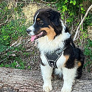 Amiral a rejoint le concours — aidez-le/la à gagner de superbes lots ! dog, outdoor, nature, tree_trunk, greenery, leaves, harness, tongue_out, tricolor, fur, pet, canine, forest, branch, sitting, animal, daylight, portrait, cute, friendly