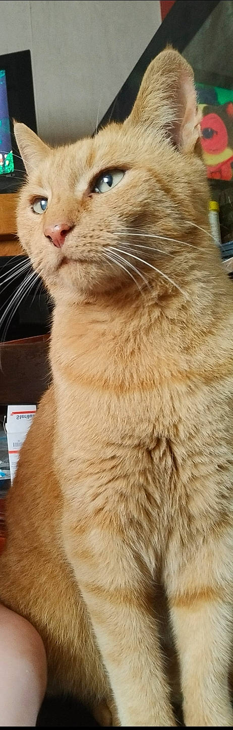 Garfield participe au concours pour gagner de l'argent avec cette photo : balinese, carnivore, cat, claw, domestic_short_haired_cat, ear, fawn, felidae, fur, paw, small_to_medium_sized_cats, snout, tail, terrestrial_animal, whiskers, window