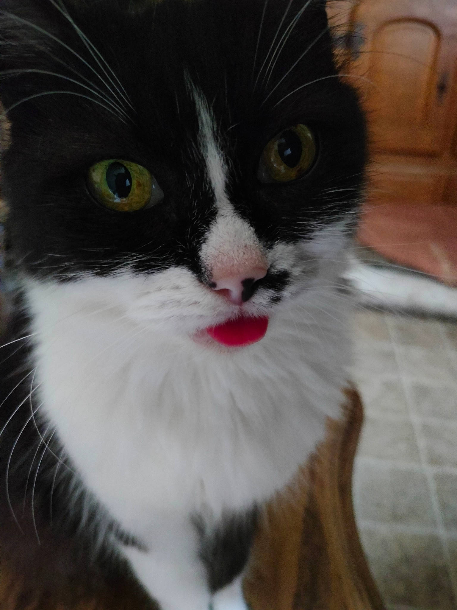 Câline a rejoint le concours — aidez-le/la à gagner de superbes lots ! carnivore, cat, claw, comfort, domestic_short_haired_cat, eye, felidae, fur, hair, head, human_body, paw, photo_caption, plant, small_to_medium_sized_cats, snout, tail, terrestrial_animal, whiskers