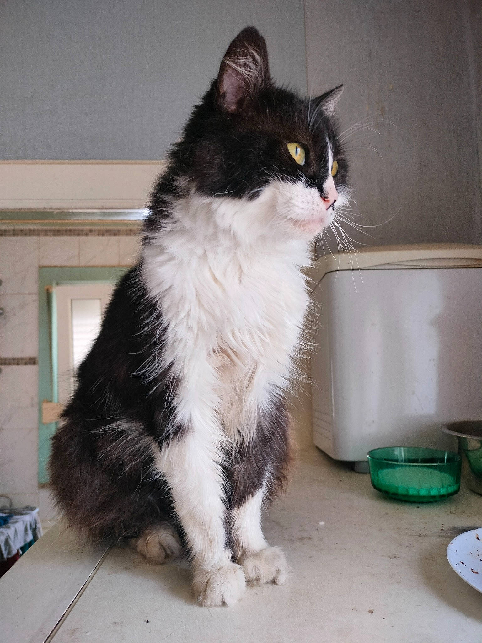 Câline a rejoint le concours — aidez-le/la à gagner de superbes lots ! carnivore, cat, claw, domestic_short_haired_cat, felidae, flooring, fur, mixing_bowl, paw, serveware, sitting, small_to_medium_sized_cats, snout, tail, terrestrial_animal, whiskers, window