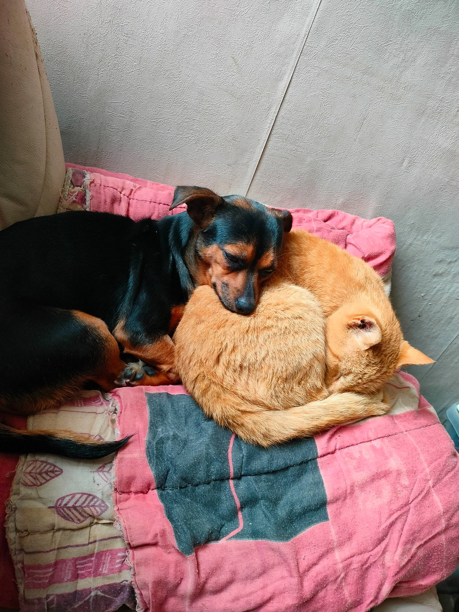 Queeny a rejoint le concours — aidez-le/la à gagner de superbes lots ! canidae, carnivore, comfort, companion_dog, dog, dog_breed, dog_supply, fawn, fur, guard_dog, linens, nap, paw, pet_supply, pinscher, prazsky_krysarik, sporting_group, toy_dog, working_animal, working_dog