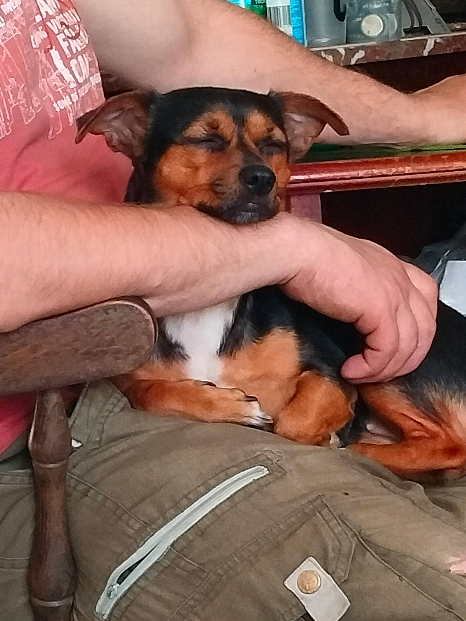 Queeny a rejoint le concours — aidez-le/la à gagner de superbes lots ! canidae, carnivore, comfort, companion_dog, dog, dog_breed, fawn, fur, gesture, human_leg, lap, nail, paw, sitting, sporting_group, thumb, toy_dog, working_animal, working_dog, wrist