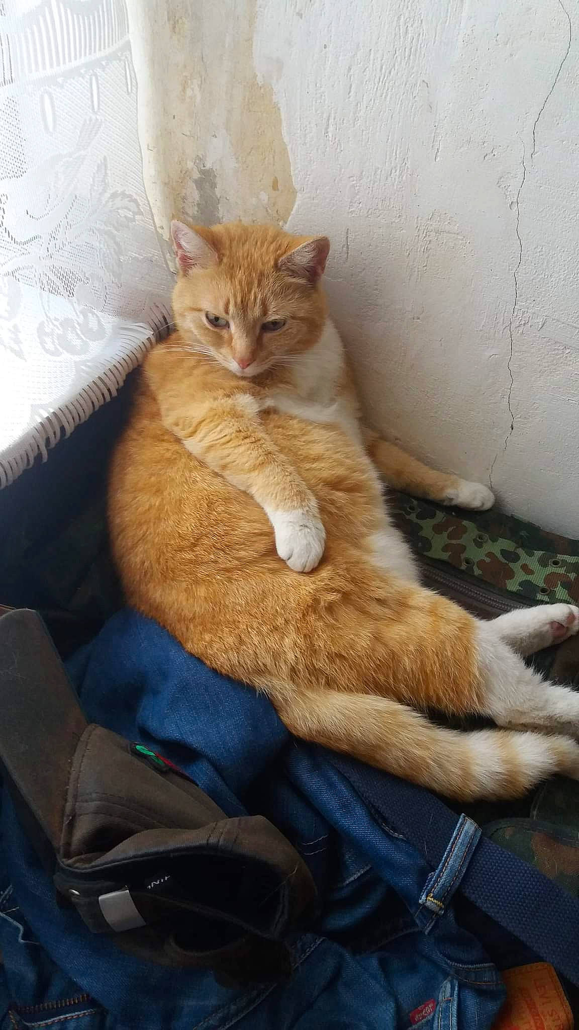 Nami participe au concours pour gagner de l'argent avec cette photo : bag, carnivore, cat, cat_supply, claw, comfort, domestic_short_haired_cat, fawn, felidae, fur, luggage_and_bags, paw, sitting, small_to_medium_sized_cats, snout, tail, terrestrial_animal, whiskers