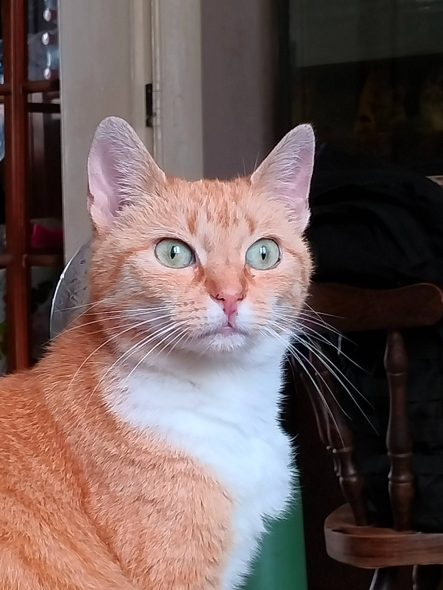 Nami participe au concours pour gagner de l'argent avec cette photo : carnivore, cat, claw, collar, domestic_short_haired_cat, fawn, felidae, flowerpot, fur, small_to_medium_sized_cats, snout, tail, terrestrial_animal, whiskers, window