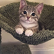 Beverly Crusher is registered to the contest to win money with this photo: kitten, cat, pet, cute, feline, paws, ears, whiskers, fur, indoor, hammock, green, texture, curious, animal, young, looking, resting, cozy, house