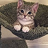 kitten, cat, pet, cute, feline, paws, ears, whiskers, fur, indoor, hammock, green, texture, curious, animal, young, looking, resting, cozy, house