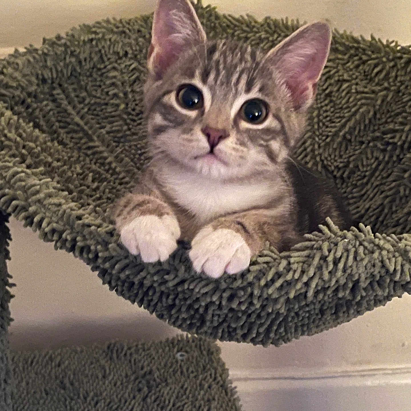 Beverly Crusher is registered to the contest to win money with this photo: kitten, cat, pet, cute, feline, paws, ears, whiskers, fur, indoor, hammock, green, texture, curious, animal, young, looking, resting, cozy, house