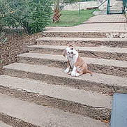 Bijin participe au concours pour gagner de l'argent avec cette photo : dog, bulldog, pet, animal, sitting, head_tilt, outdoor, garden, steps, stairs, concrete, paving, grass, plants, palm_tree, fence, gate, yard, portrait, funny