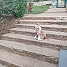 dog, bulldog, pet, animal, sitting, head_tilt, outdoor, garden, steps, stairs, concrete, paving, grass, plants, palm_tree, fence, gate, yard, portrait, funny
