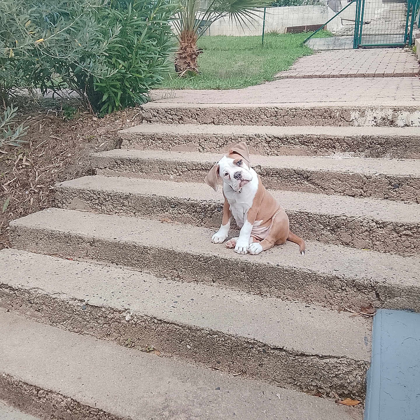 Bijin participe au concours pour gagner de l'argent avec cette photo : dog, bulldog, pet, animal, sitting, head_tilt, outdoor, garden, steps, stairs, concrete, paving, grass, plants, palm_tree, fence, gate, yard, portrait, funny