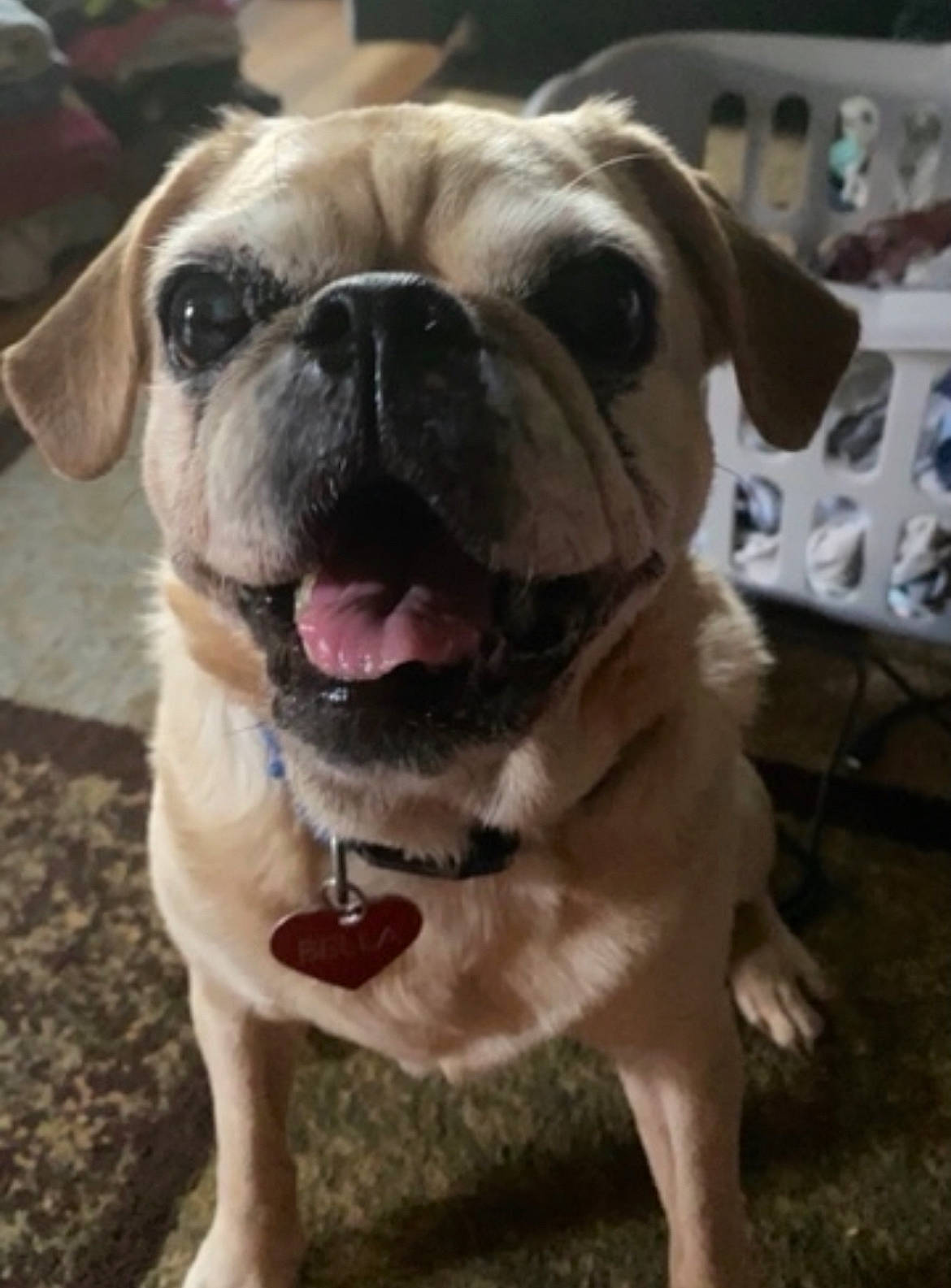 Bella is registered to the contest to win money with this photo: bulldog, canidae, carnivore, collar, companion_dog, dog, dog_breed, dog_collar, fawn, fur, molosser, plant, snout, sporting_group, toy_dog, whiskers, window, working_animal, working_dog, wrinkle
