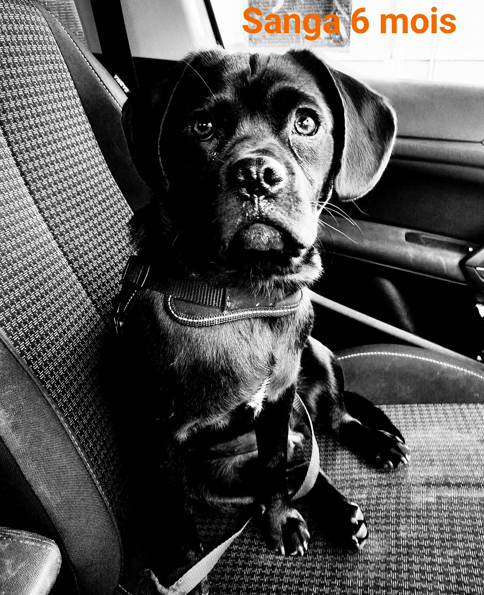 Sanga participe au concours pour gagner de l'argent avec cette photo : black, carnivore, collar, companion_dog, dog, dog_breed, dog_collar, fur, gun_dog, liver, monochrome, monochrome_photography, motor_vehicle, pet_supply, snout, sporting_group, style, vehicle_door, whiskers, working_animal