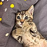 Rajah participe au concours pour gagner de l'argent avec cette photo : kitten, cat, tabby, pet, animal, cute, fur, whiskers, paws, laying, blanket, polka_dot, gray, brown, striped, indoor, young, wide_eyes, closeup, adorable