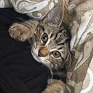Rajah participe au concours pour gagner de l'argent avec cette photo : cat, kitten, tabby, pet, animal, cute, cozy, blanket, indoor, fur, whiskers, paws, sleepy, relaxed, closeup, portrait, curious, soft, comfort, resting