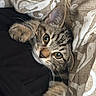 cat, kitten, tabby, pet, animal, cute, cozy, blanket, indoor, fur, whiskers, paws, sleepy, relaxed, closeup, portrait, curious, soft, comfort, resting