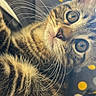Rajah participe au concours pour gagner de l'argent avec cette photo : cat, kitten, tabby, close_up, whiskers, fur, curious, eyes, pet, animal, cute, indoors, polka_dot, fabric, soft_lighting, portrait, feline, young, resting, cozy