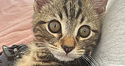Rajah participe au concours pour gagner de l'argent avec cette photo : kitten, tabby, cat, pet, animal, cute, fur, whiskers, bed, pink, indoor, closeup, young, eyes, ears, portrait, relaxed, feline, soft, cozy