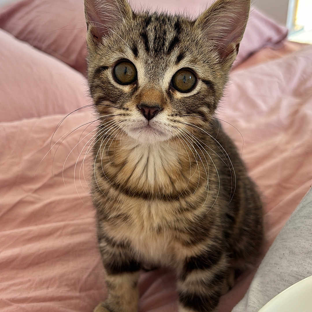 Rajah a rejoint le concours — aidez-le/la à gagner de superbes lots ! kitten, cat, tabby, pet, indoor, bed, pink_bedspread, curious, small, young, animal, feline, whiskers, ears, fur, cute, domestic, looking, sitting, cozy