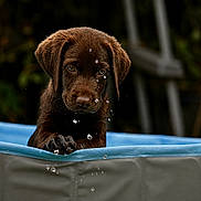 Blue participe au concours pour gagner de l'argent avec cette photo : puppy, dog, chocolate_labrador, water_droplets, blue_pool, outdoor, pet, animal, young, cute, curious, playful, fur, wet, snout, ears, paw, nature, summer, closeup