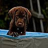 puppy, dog, chocolate_labrador, water_droplets, blue_pool, outdoor, pet, animal, young, cute, curious, playful, fur, wet, snout, ears, paw, nature, summer, closeup